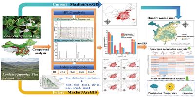Evaluating the impact of ecological factors on the quality and habitat distribution of Lonicera japonica Flos using HPLC and the MaxEnt model